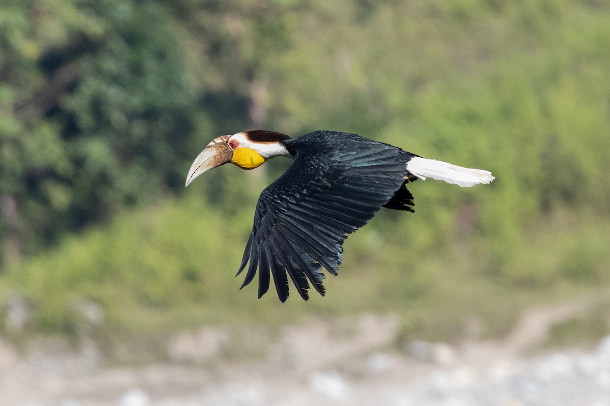 Wreathed Hornbill - ML646102223