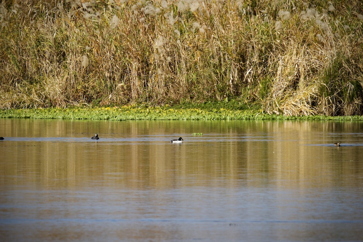 Common Goldeneye - ML646102226
