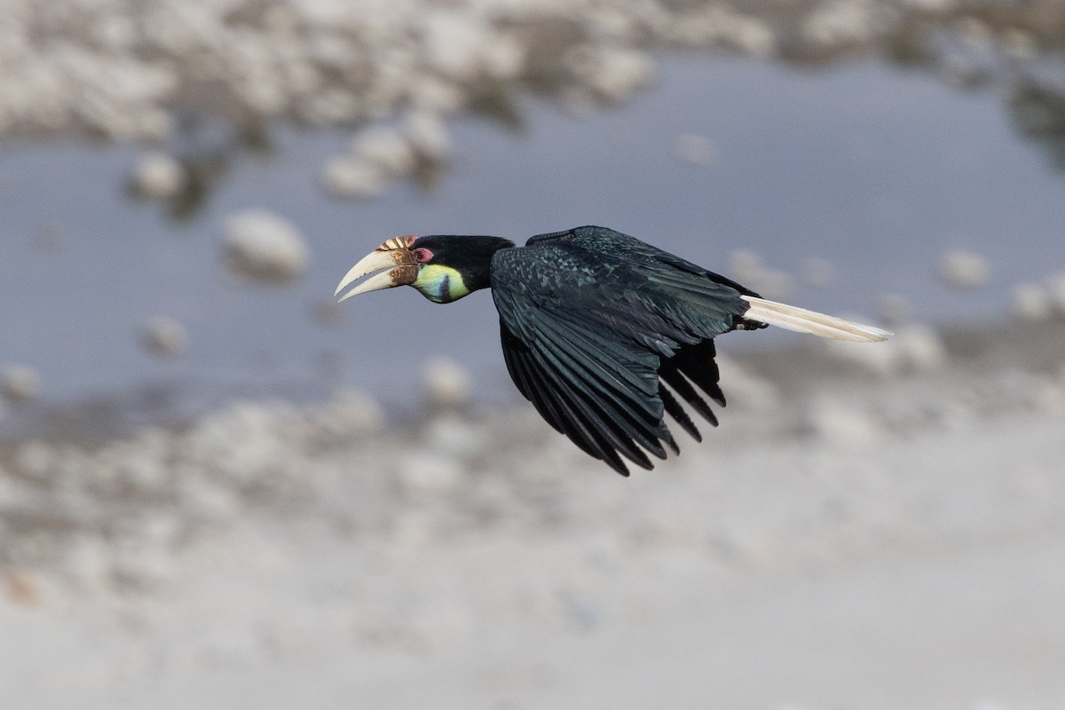 Wreathed Hornbill - ML646102227