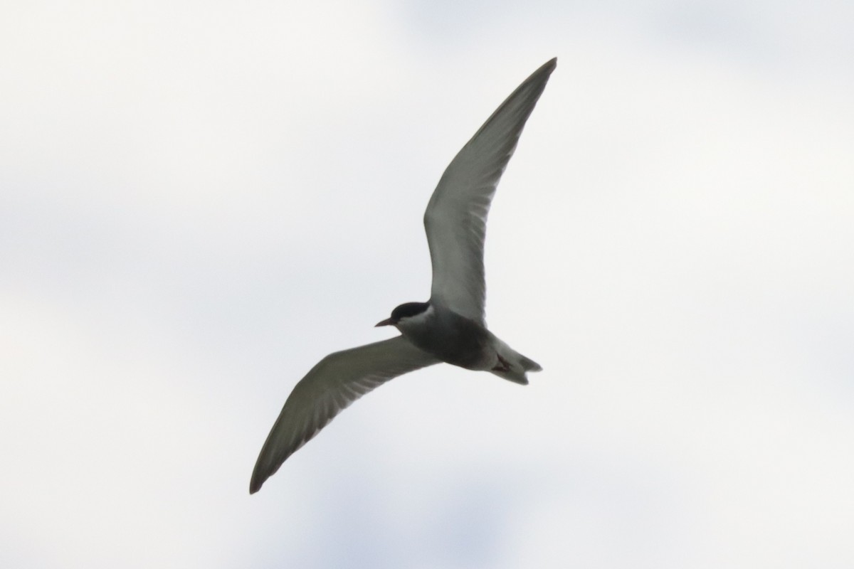 Whiskered Tern - ML646102228