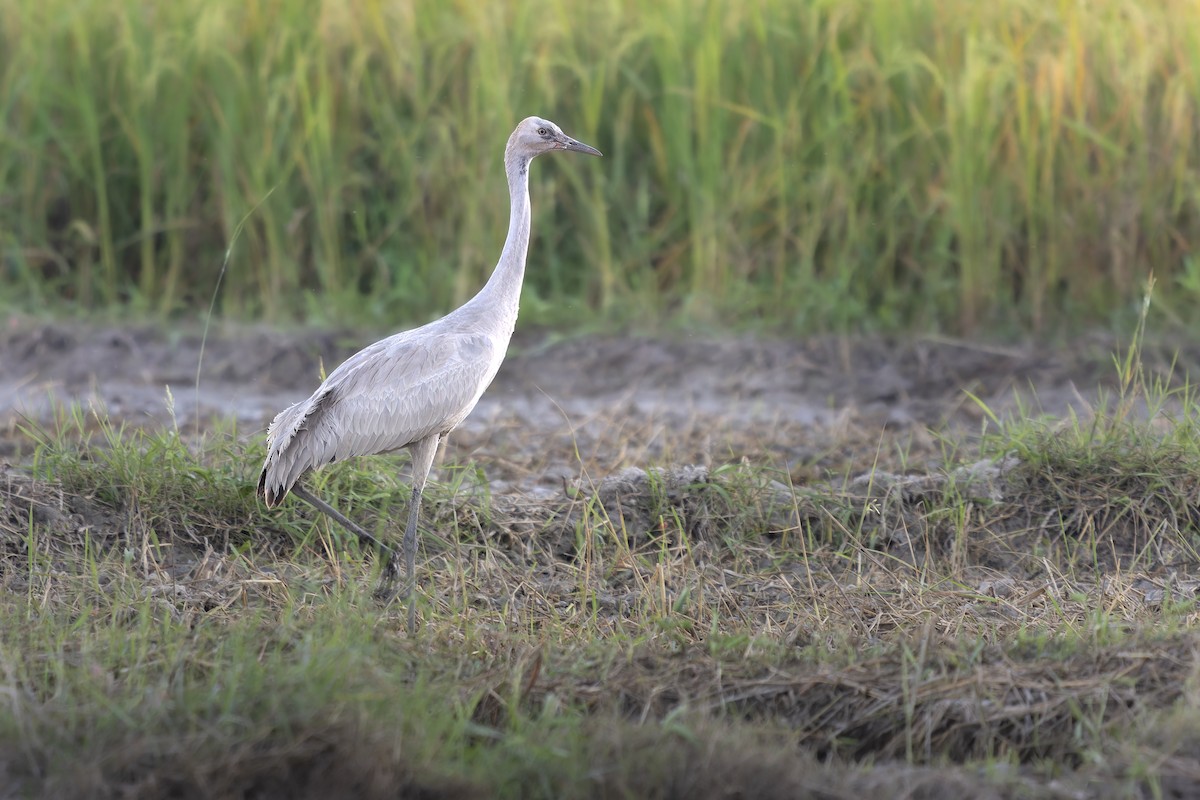 Common Crane - ML646102229