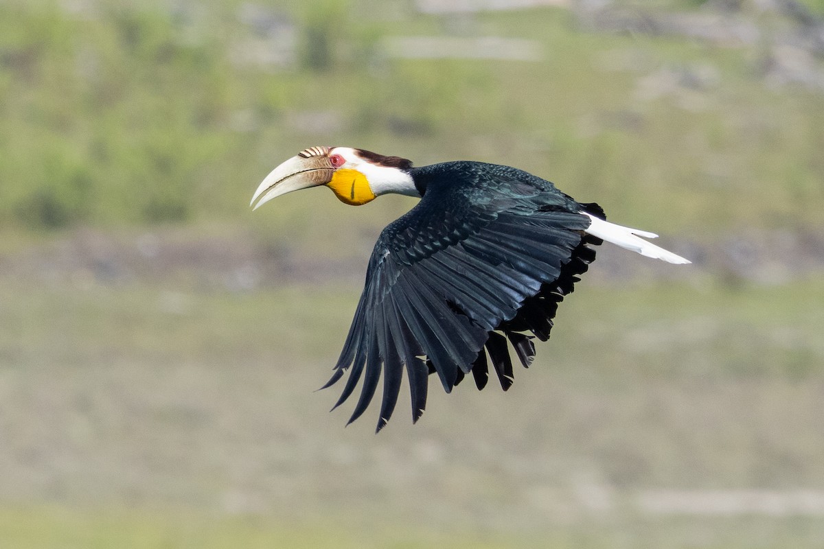 Wreathed Hornbill - ML646102233