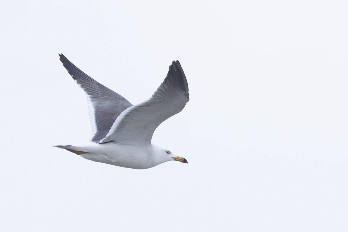 Black-tailed Gull - ML646102239