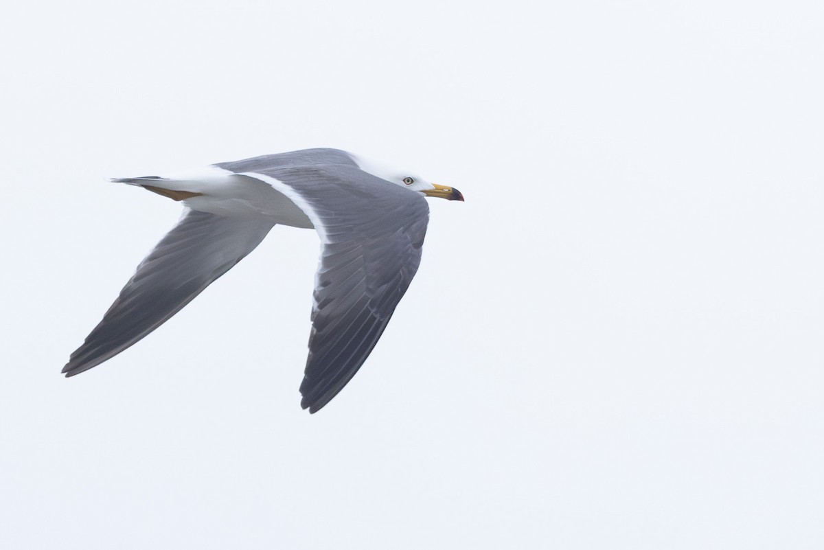 Black-tailed Gull - ML646102240