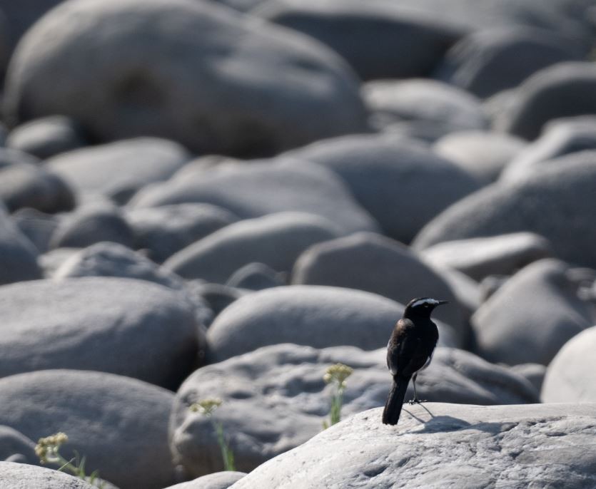 White-browed Wagtail - ML646102246