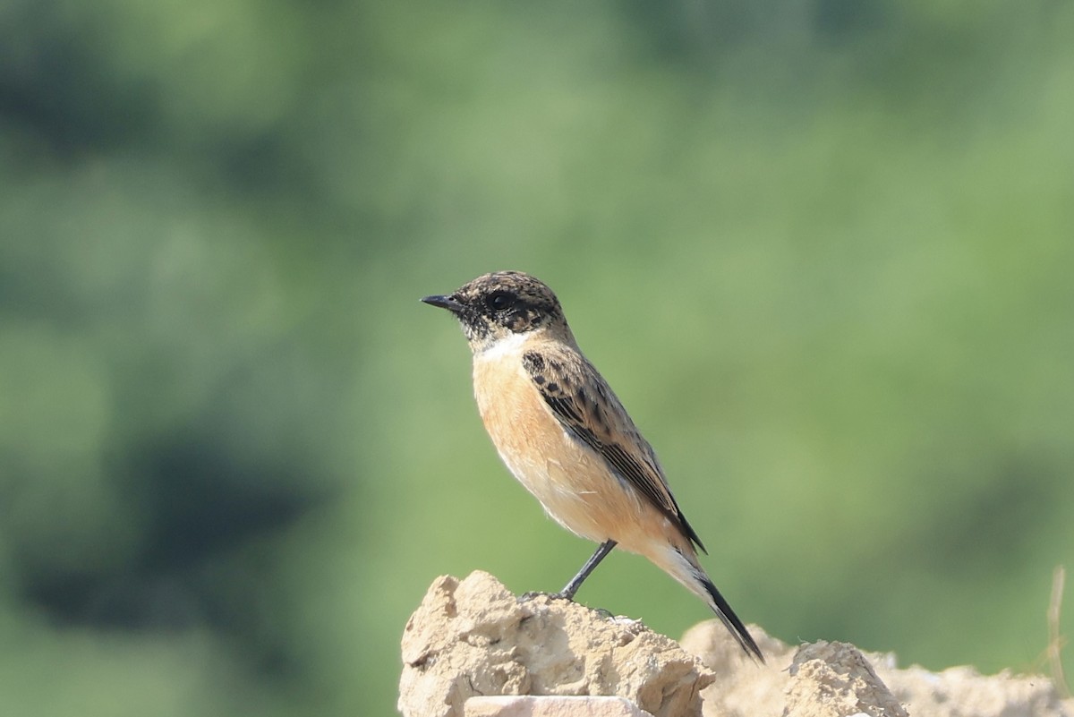 Amur Stonechat - ML646102247