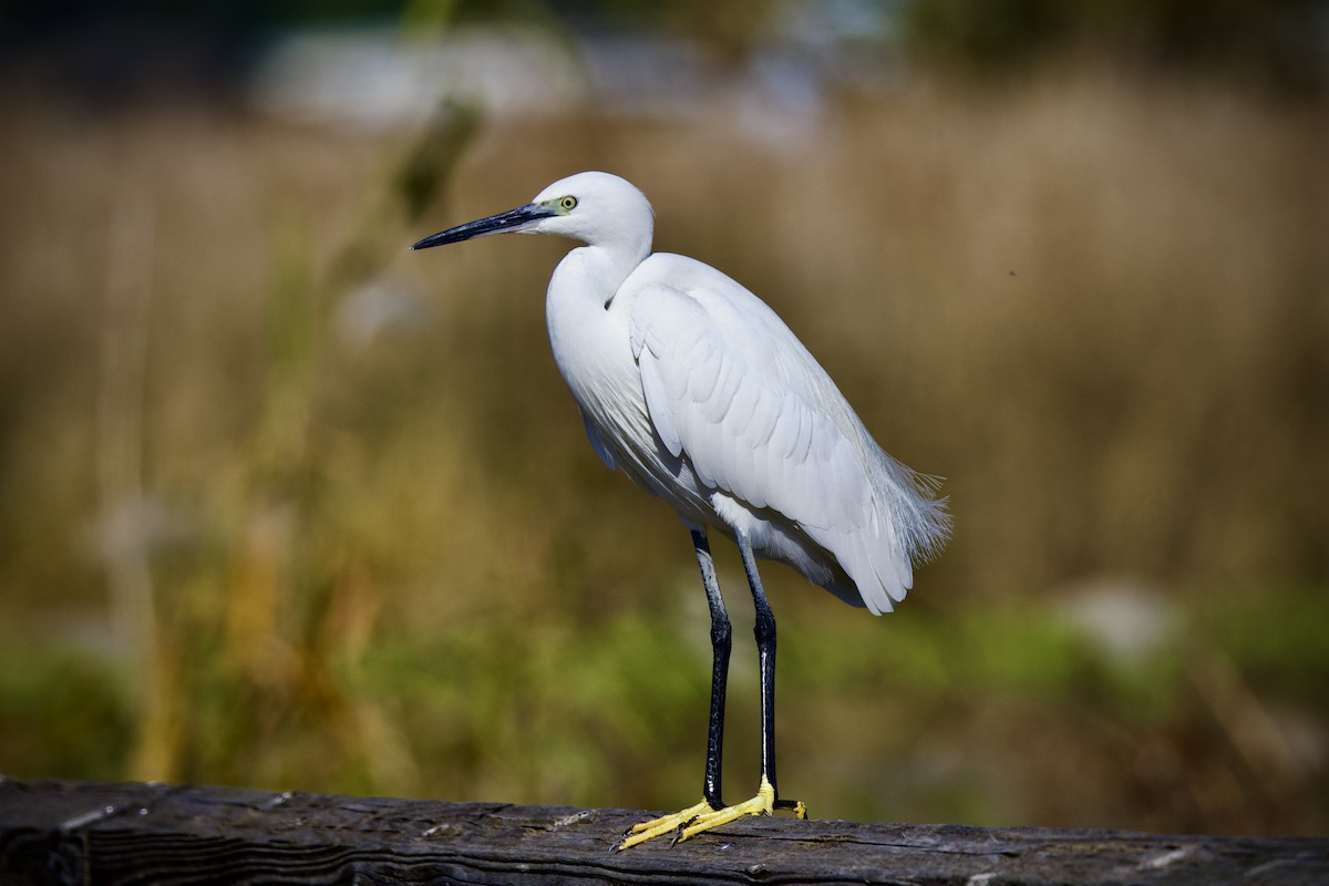 Little Egret - ML646102250
