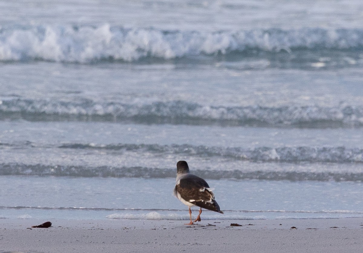 Dolphin Gull - ML646102259