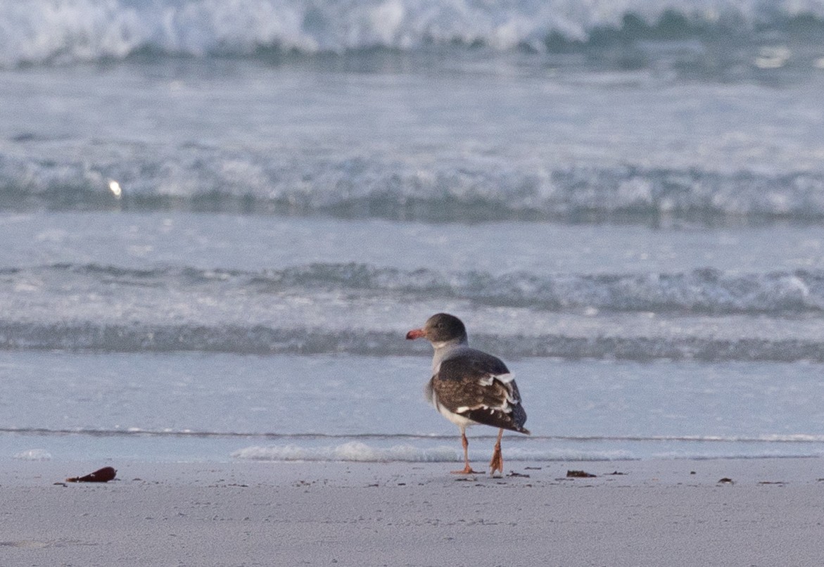 Dolphin Gull - ML646102260