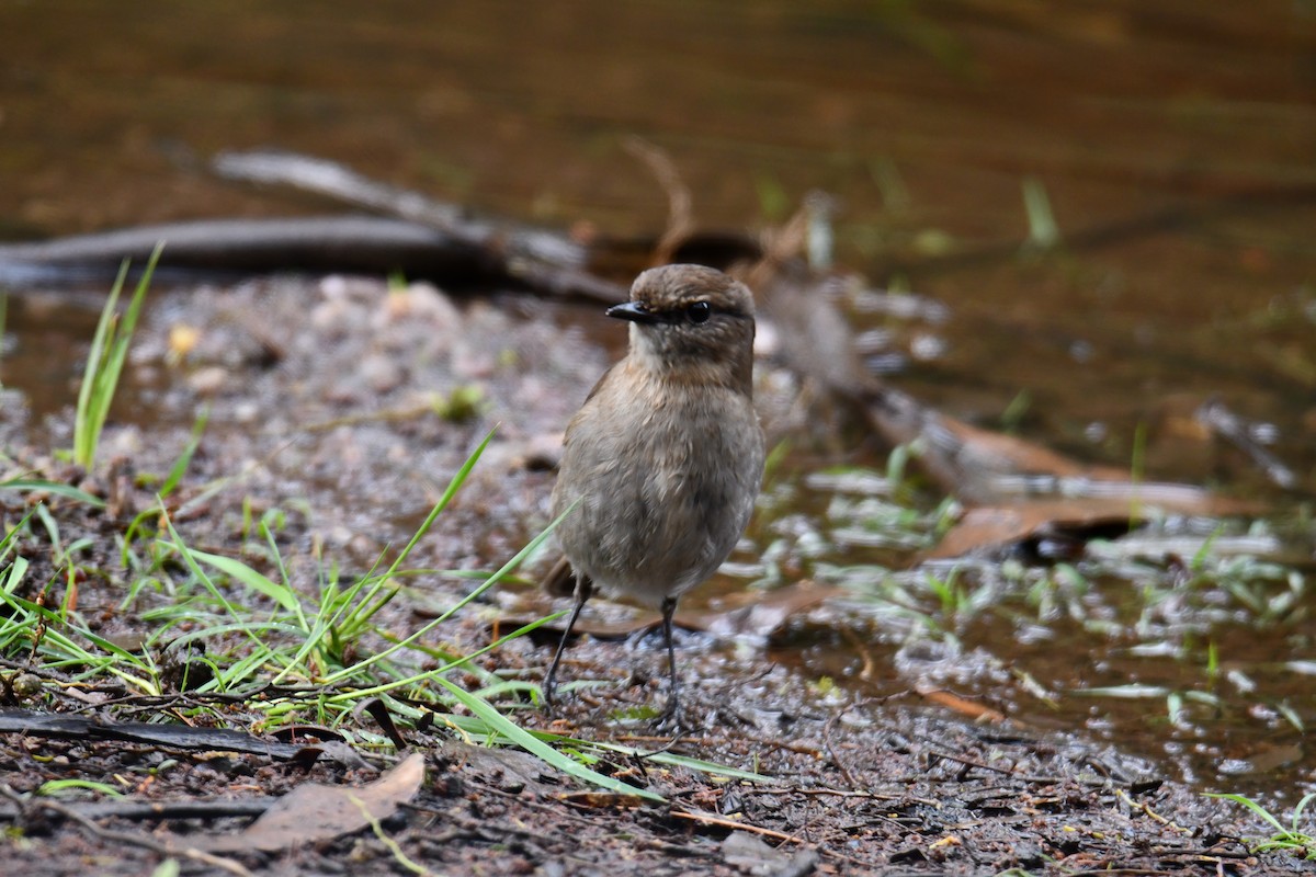 Tasmanschnäpper - ML646102266