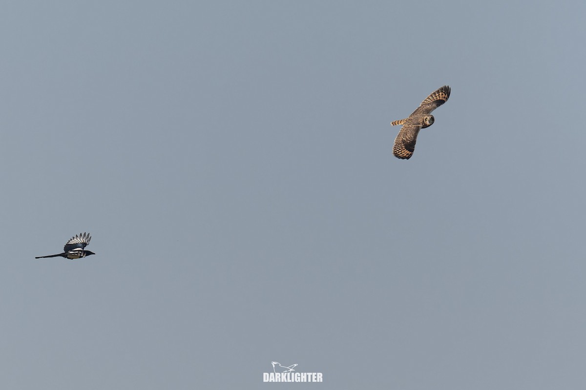 Zingira-hontza - ML646102267