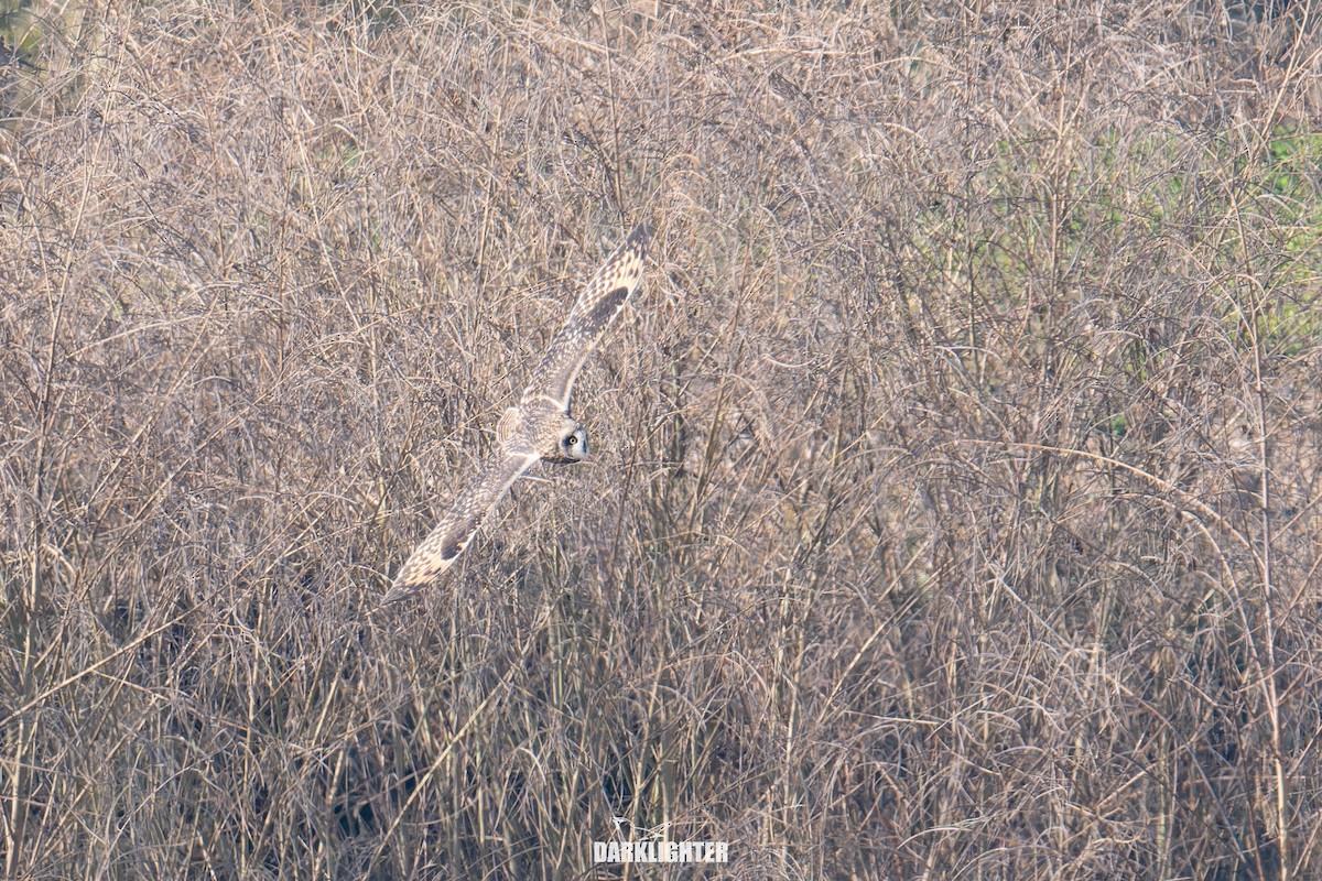 Zingira-hontza - ML646102269