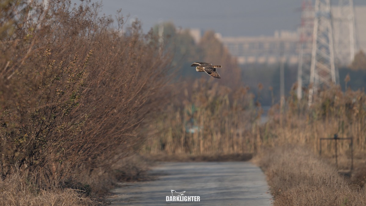 Zingira-hontza - ML646102270