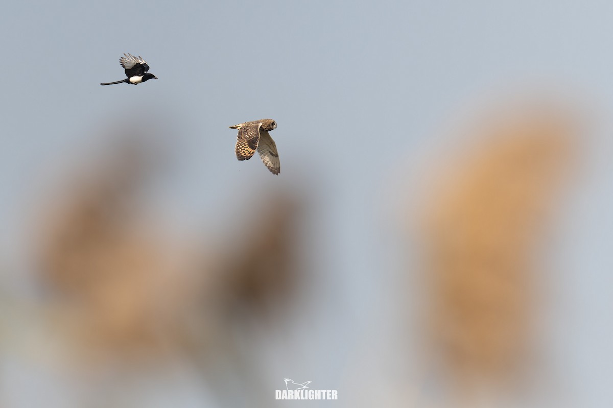 Zingira-hontza - ML646102271