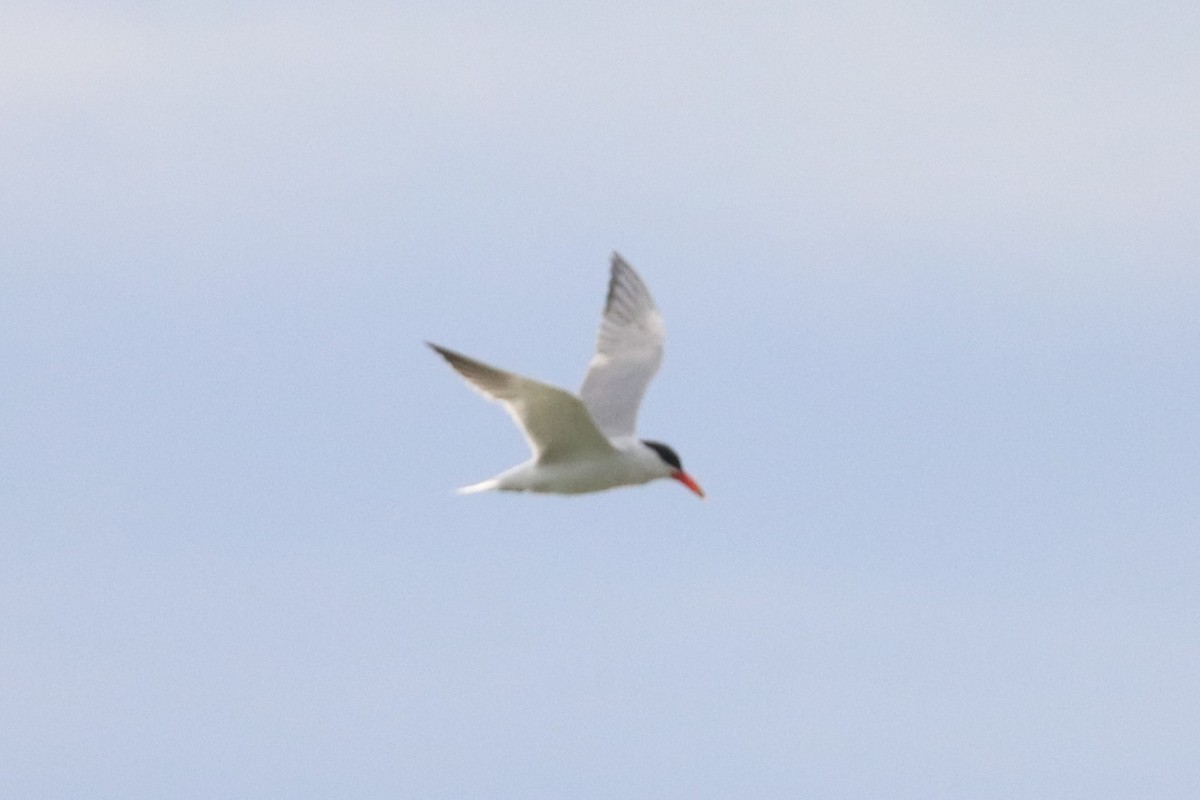 rybák velkozobý - ML646102273