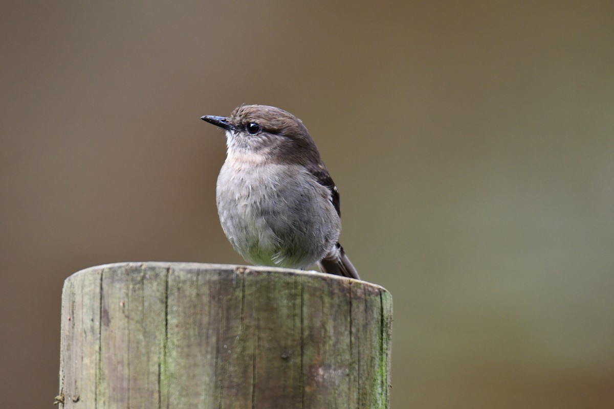 Tasmanschnäpper - ML646102282