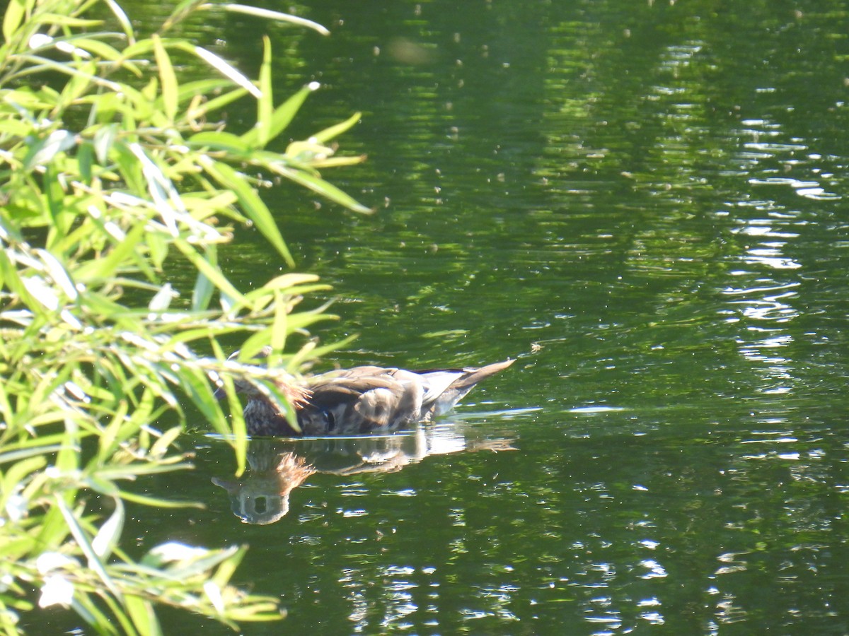 Mandarin Ördeği - ML646102304