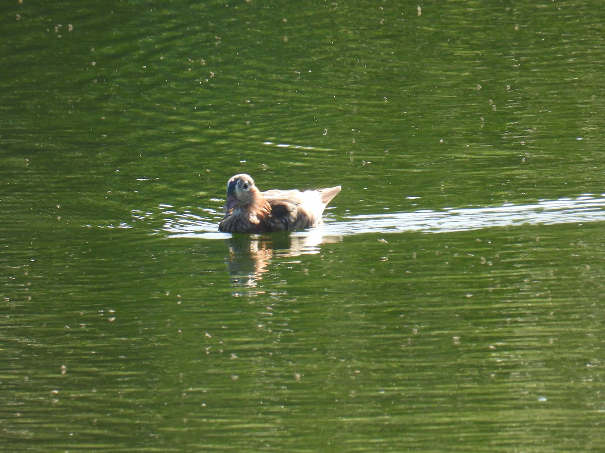 Mandarin Ördeği - ML646102305