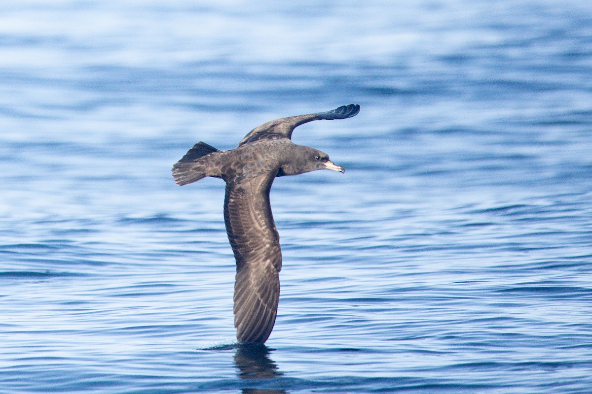 lysbeinlire - ML646102311