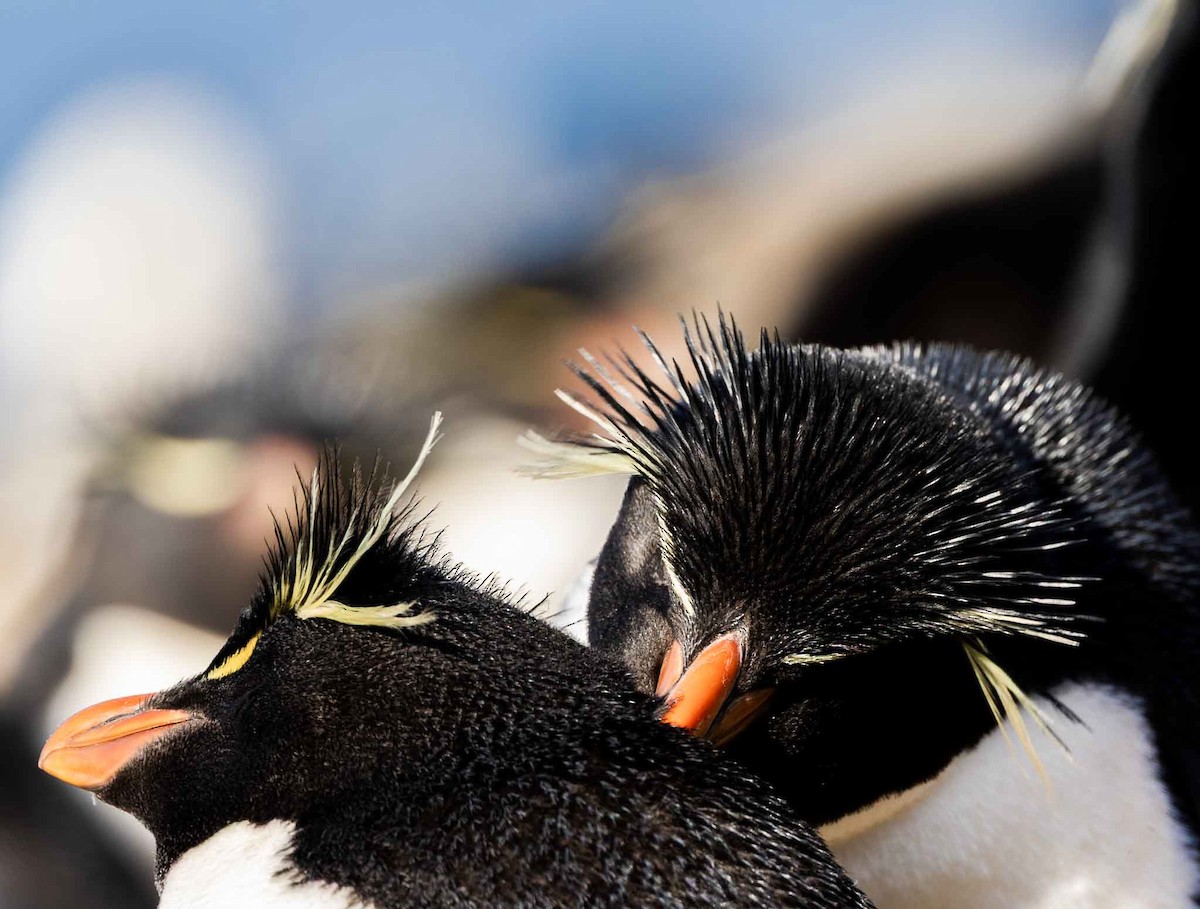 Western Rockhopper Penguin - ML646102357
