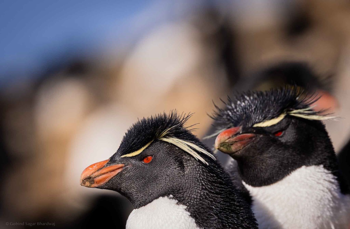 Western Rockhopper Penguin - ML646102359