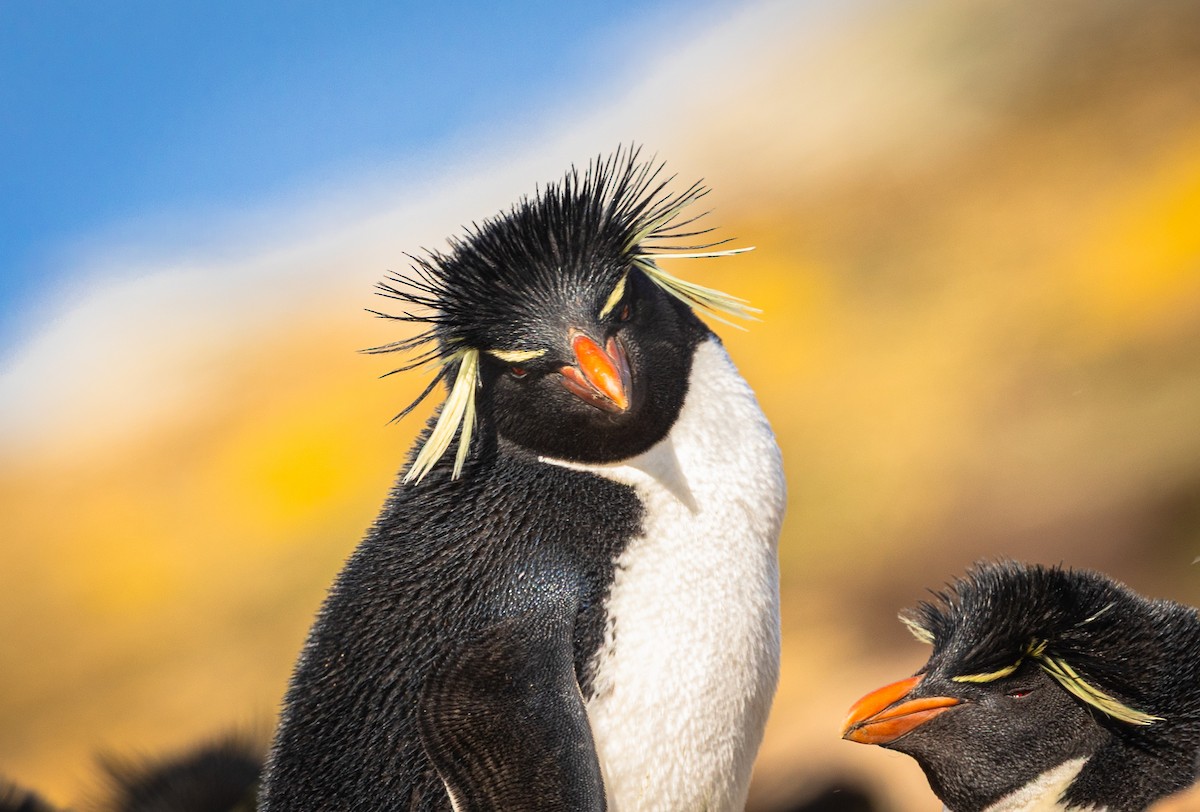Western Rockhopper Penguin - ML646102370