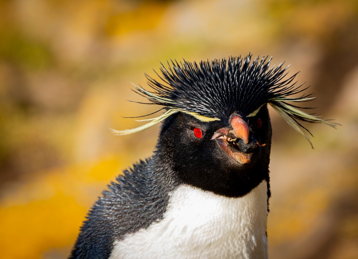 Western Rockhopper Penguin - ML646102372