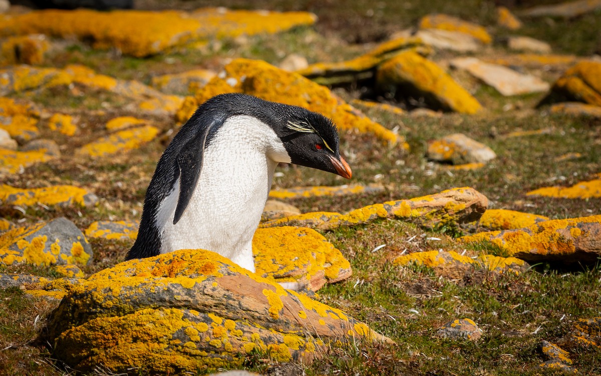 Western Rockhopper Penguin - ML646102373