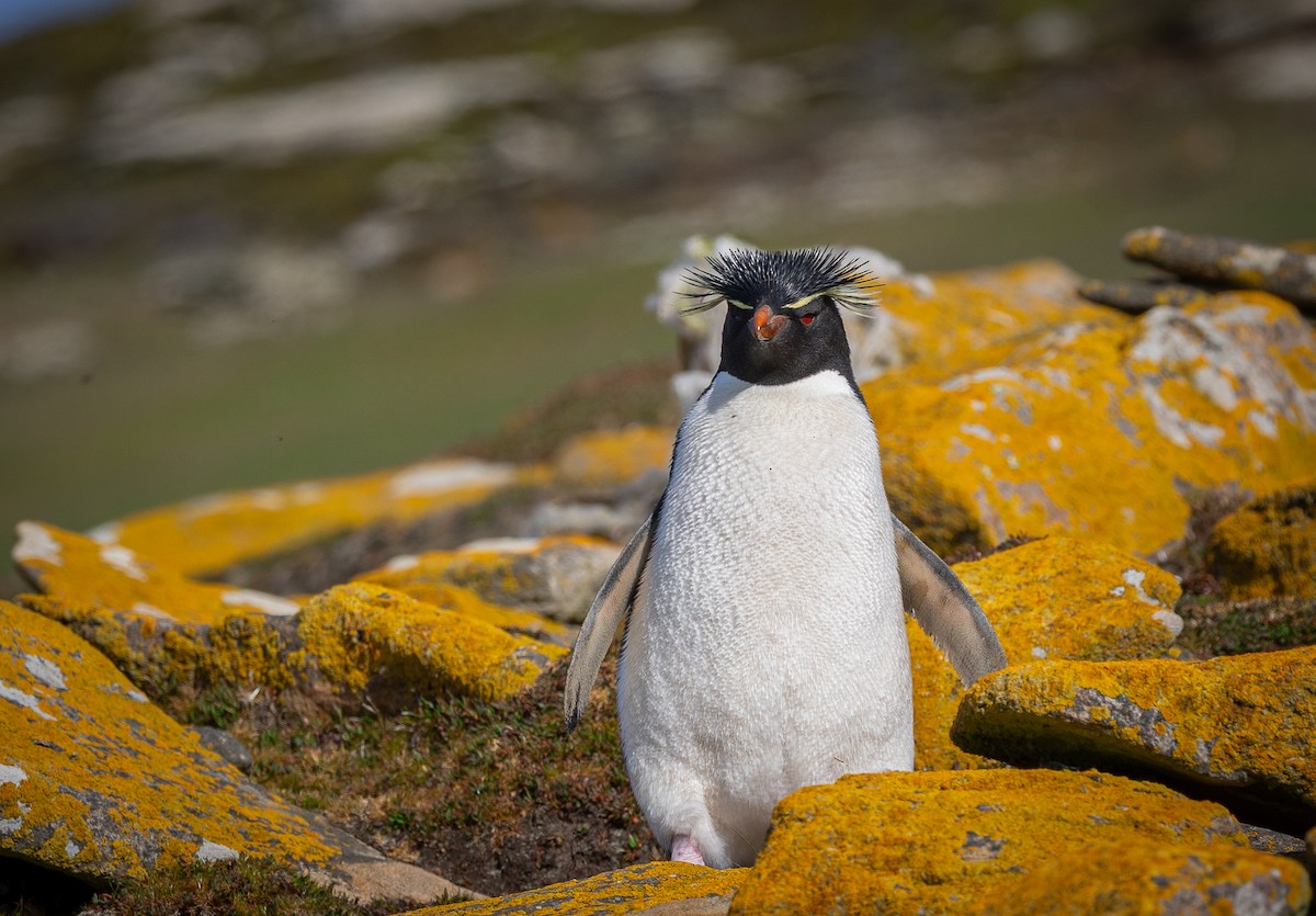 Western Rockhopper Penguin - ML646102374