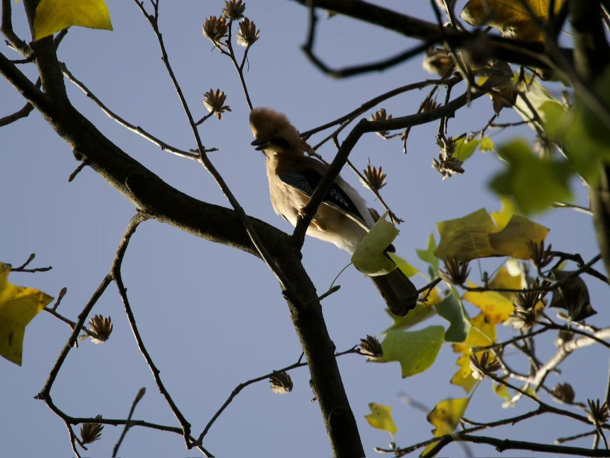 Eurasian Jay - ML646102387