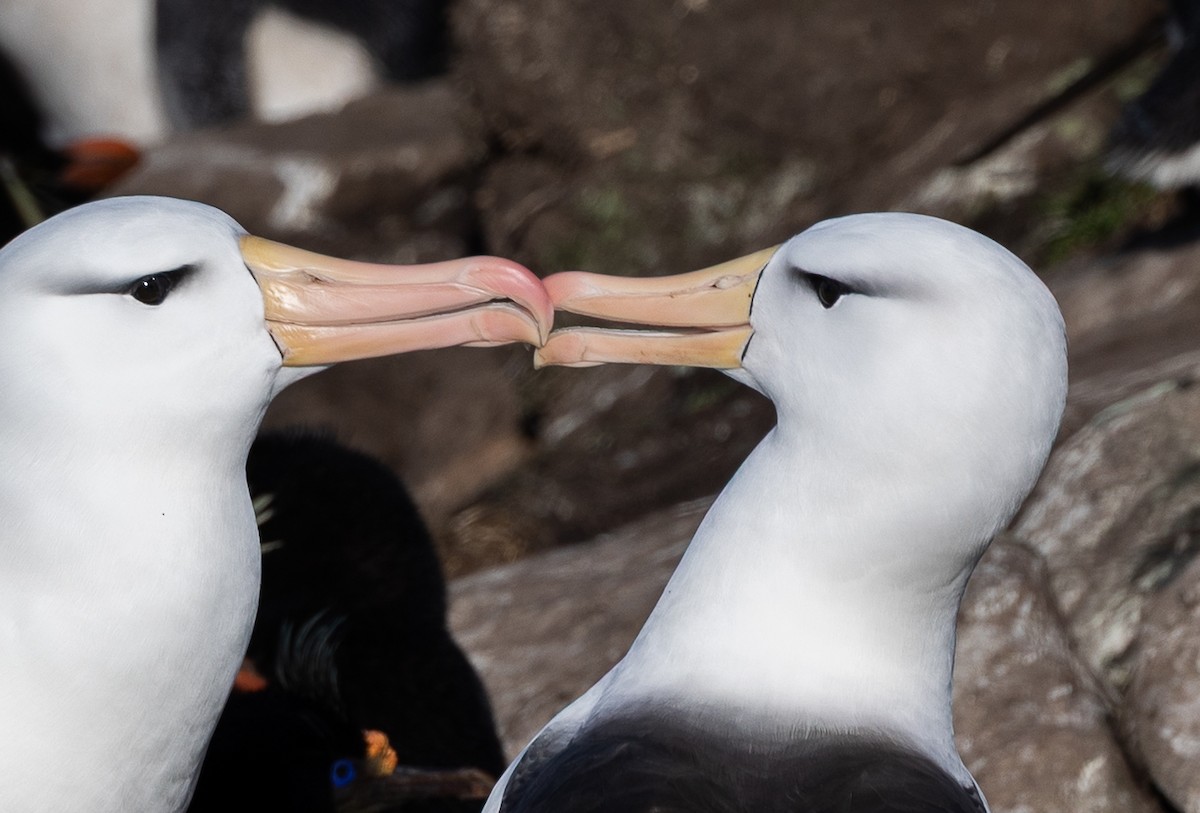 Albatro sopracciglineri - ML646102390