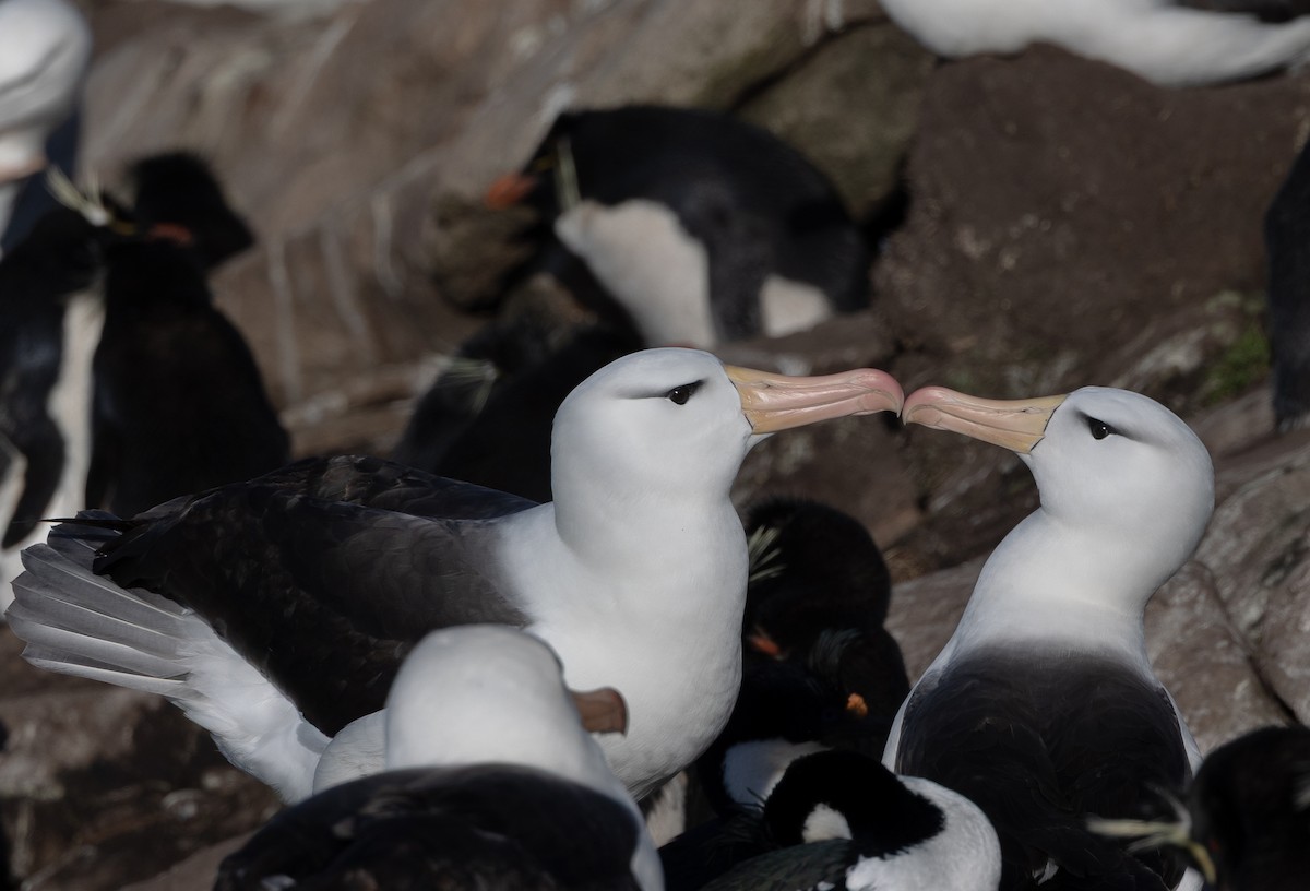 Albatro sopracciglineri - ML646102391