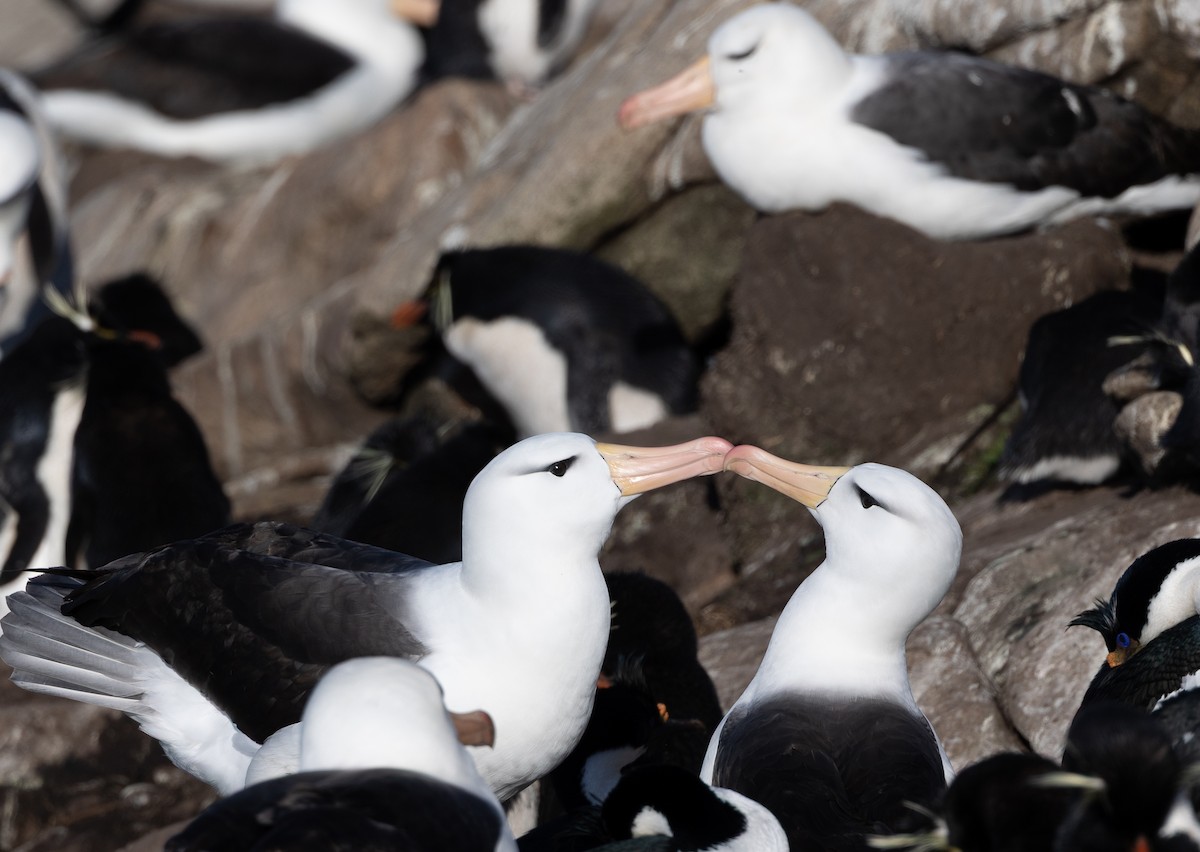 Albatro sopracciglineri - ML646102392