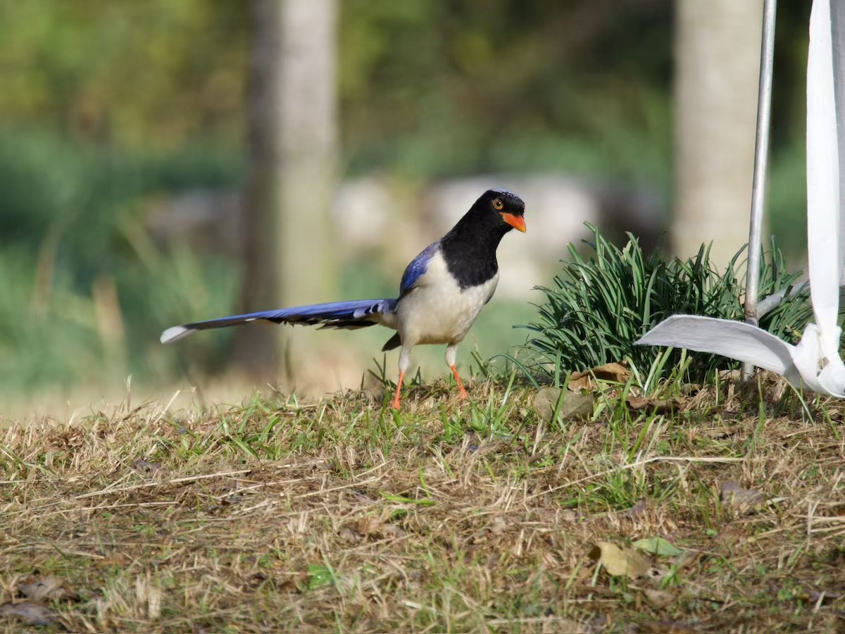 Red-billed Blue-Magpie - ML646102397