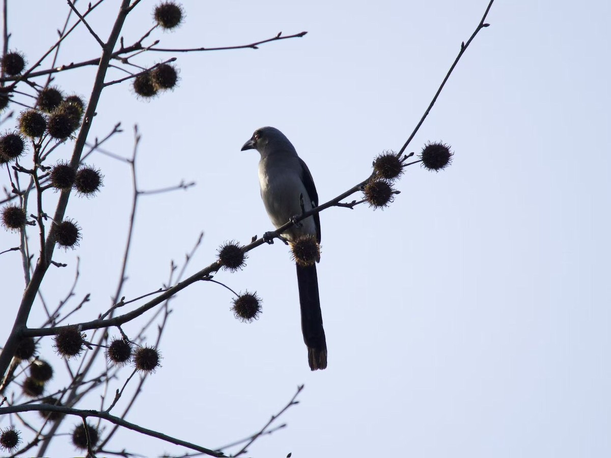 Gray Treepie - ML646102400