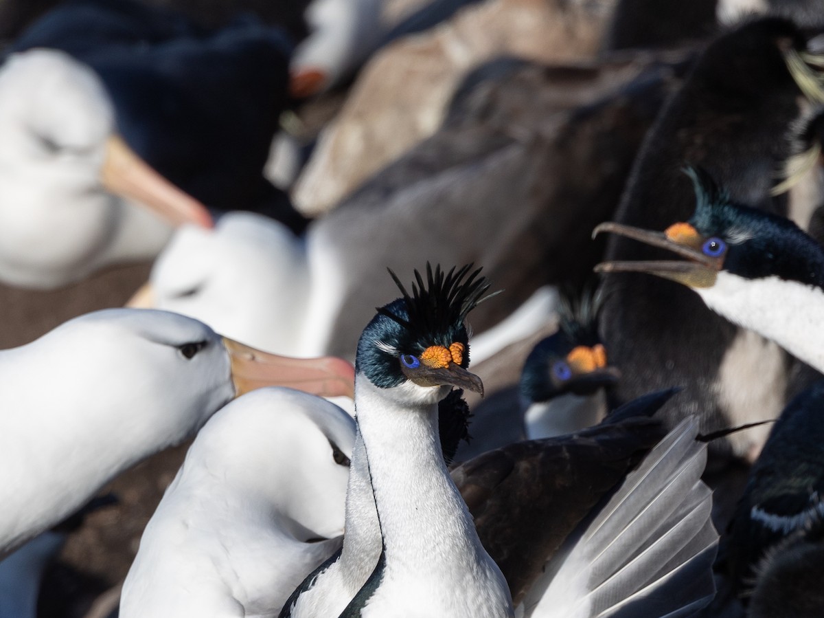 Imperial Cormorant - ML646102403