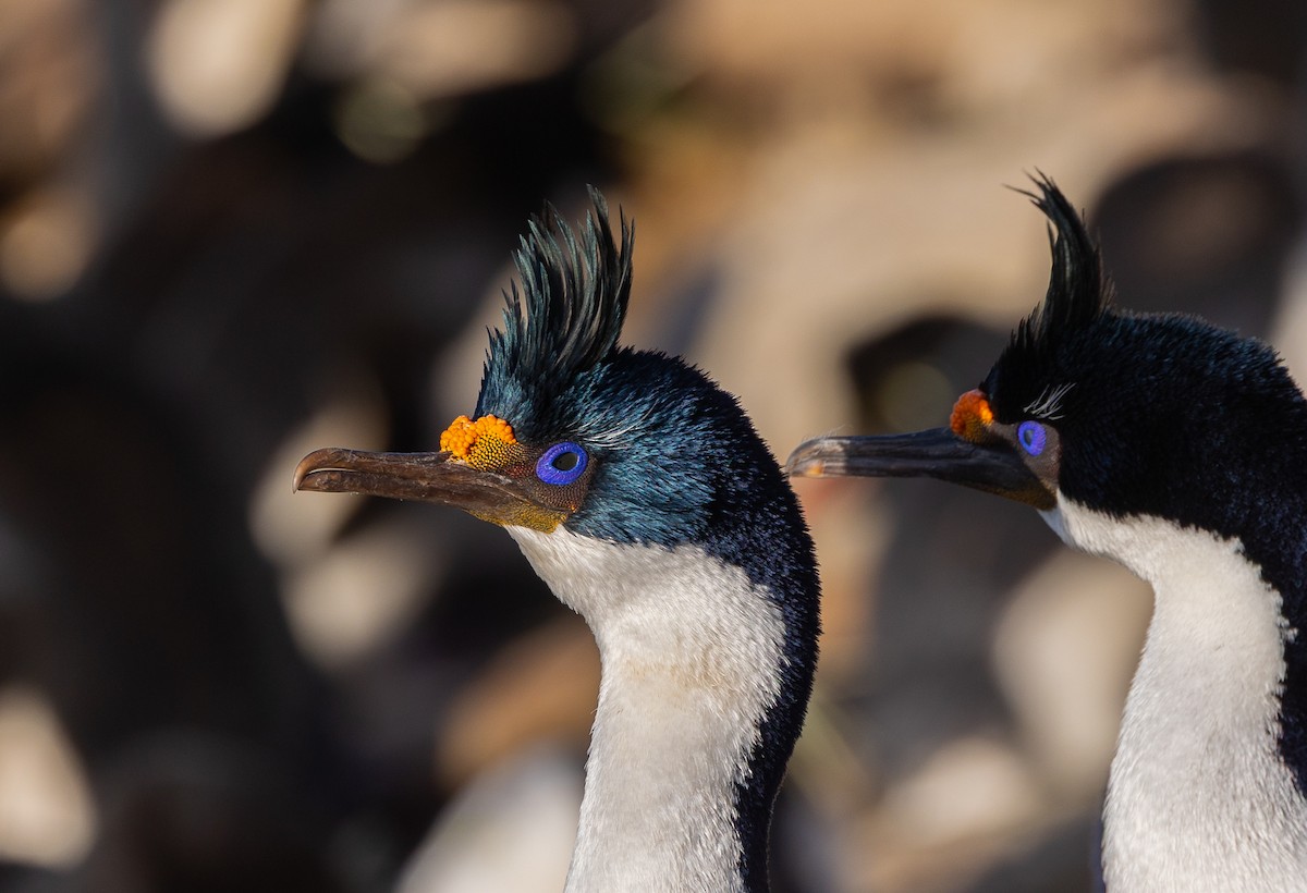 Imperial Cormorant - ML646102404