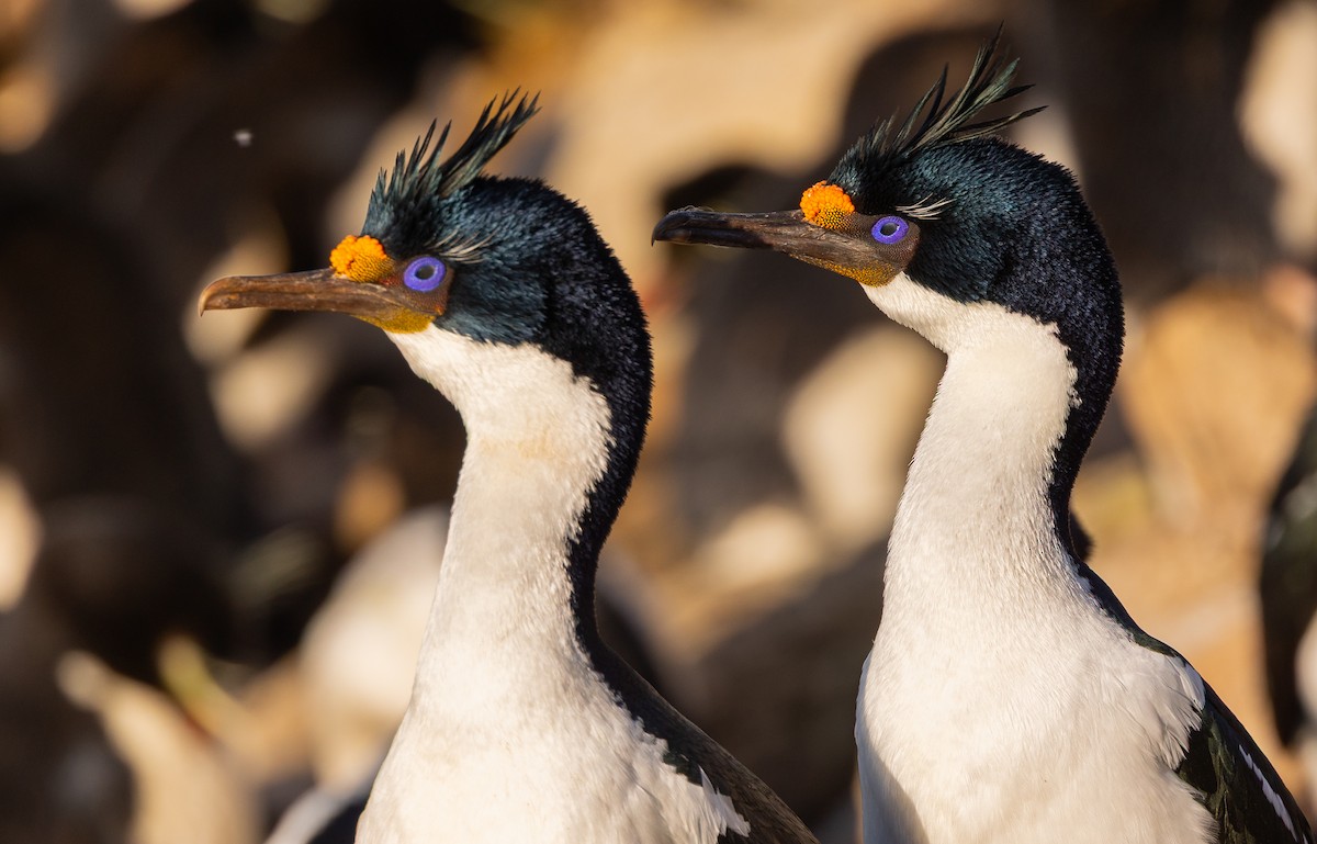 Imperial Cormorant - ML646102405