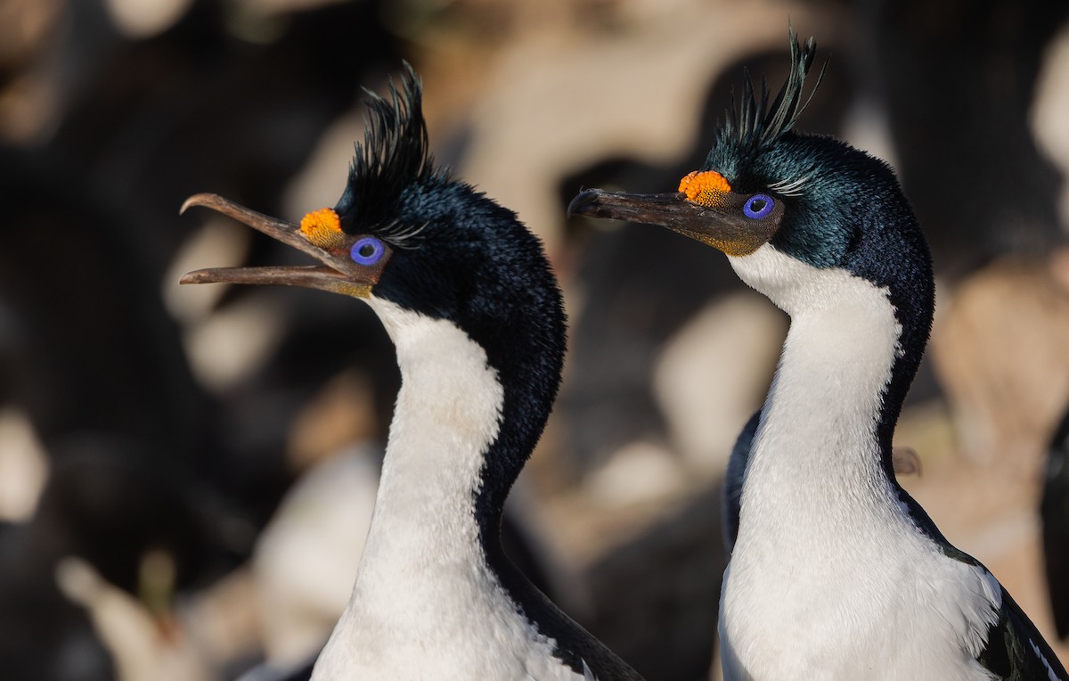 Imperial Cormorant - ML646102406