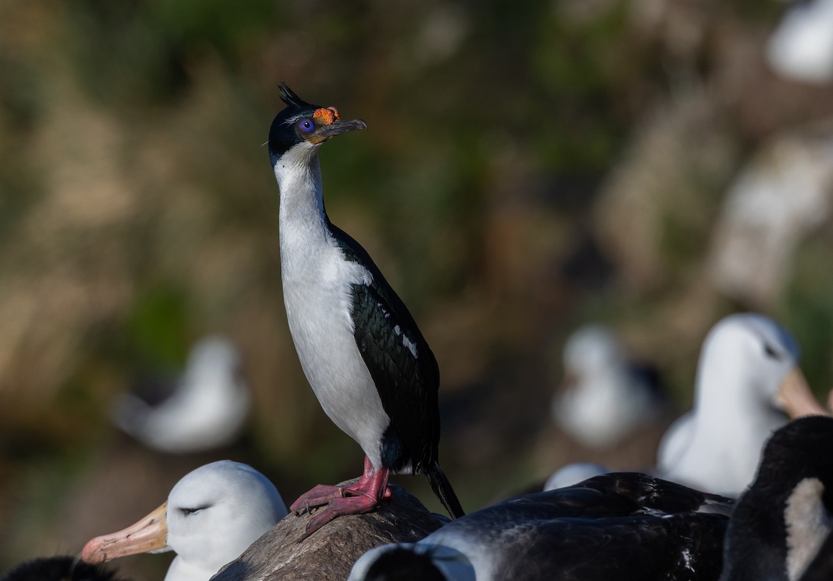 Imperial Cormorant - ML646102407