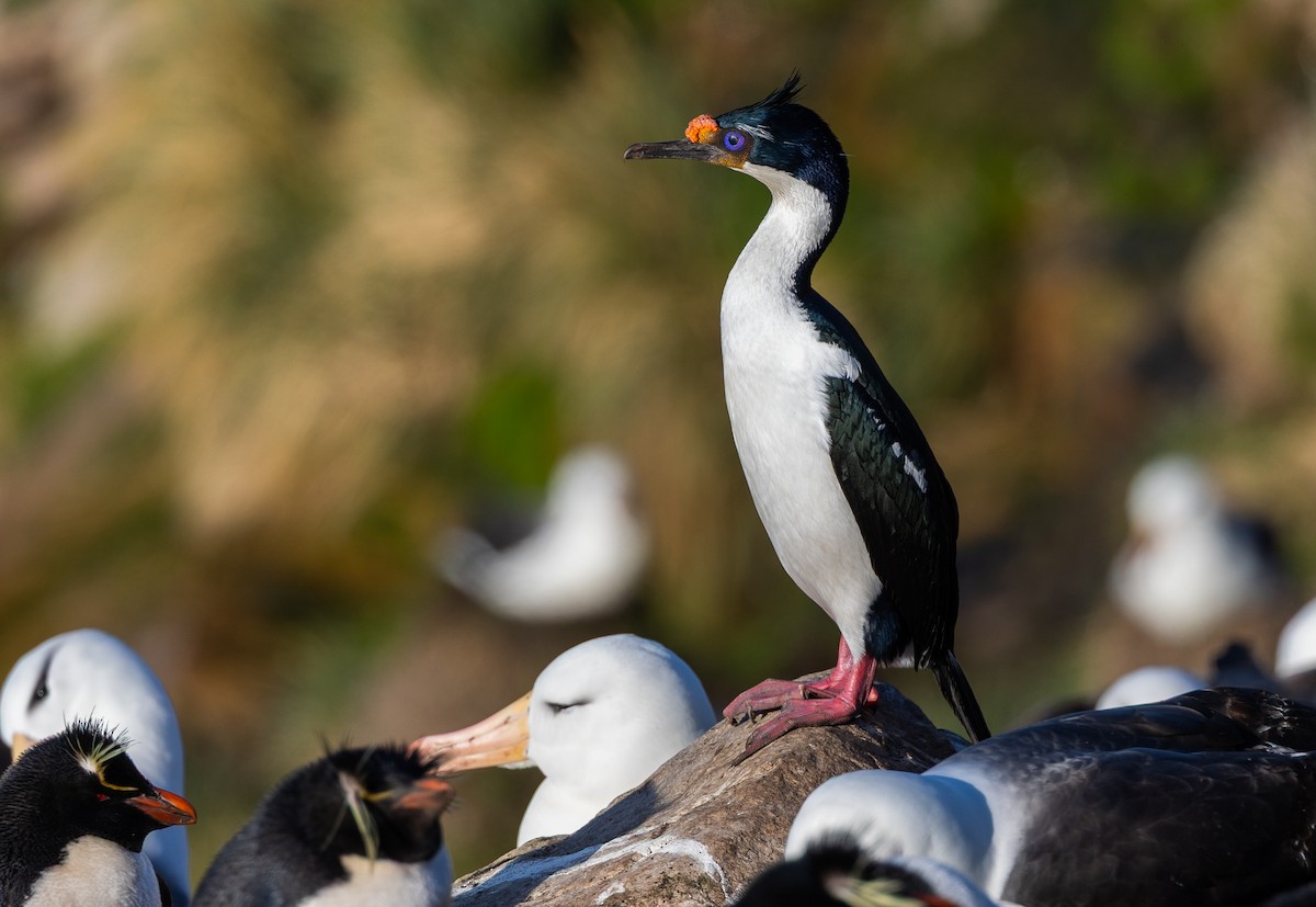 Imperial Cormorant - ML646102408