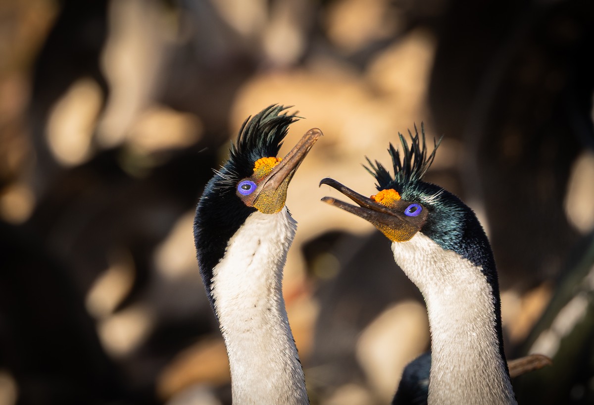 Imperial Cormorant - ML646102409