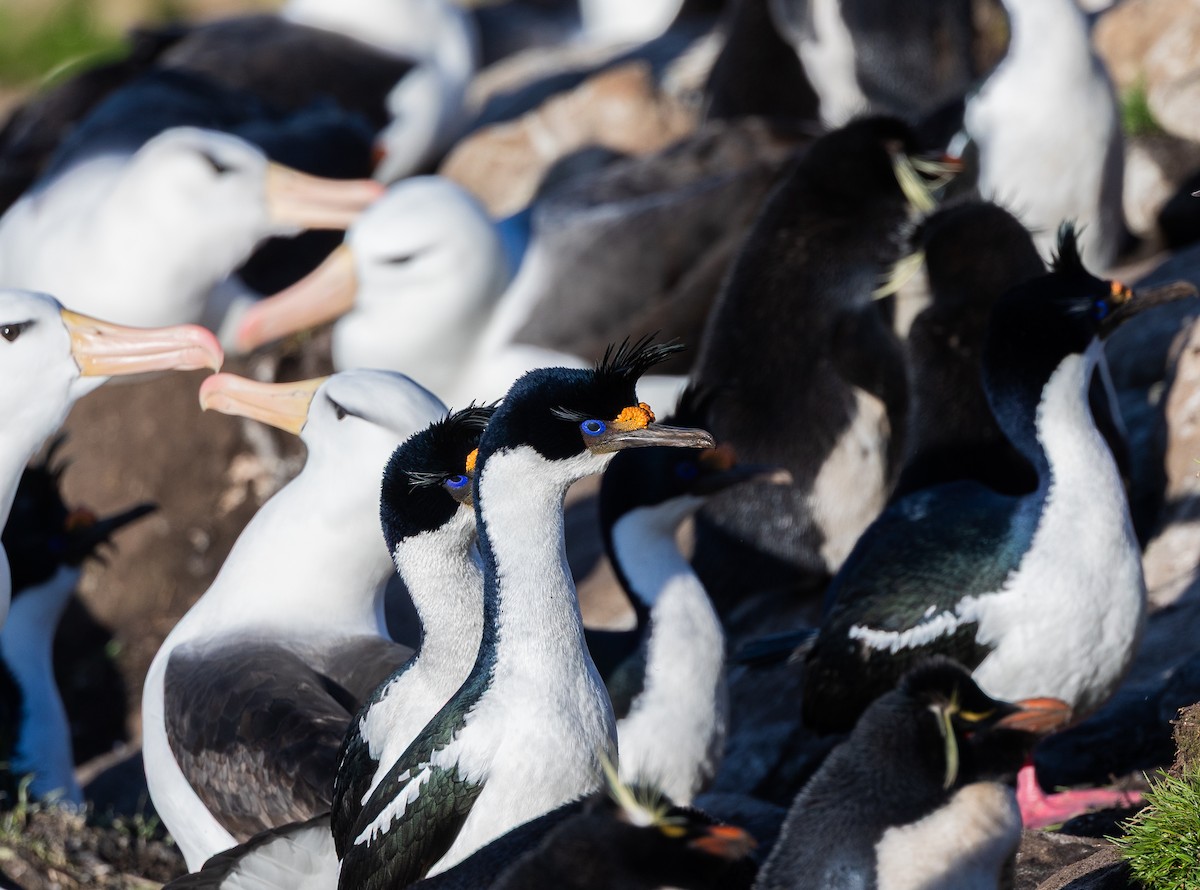 Imperial Cormorant - ML646102410