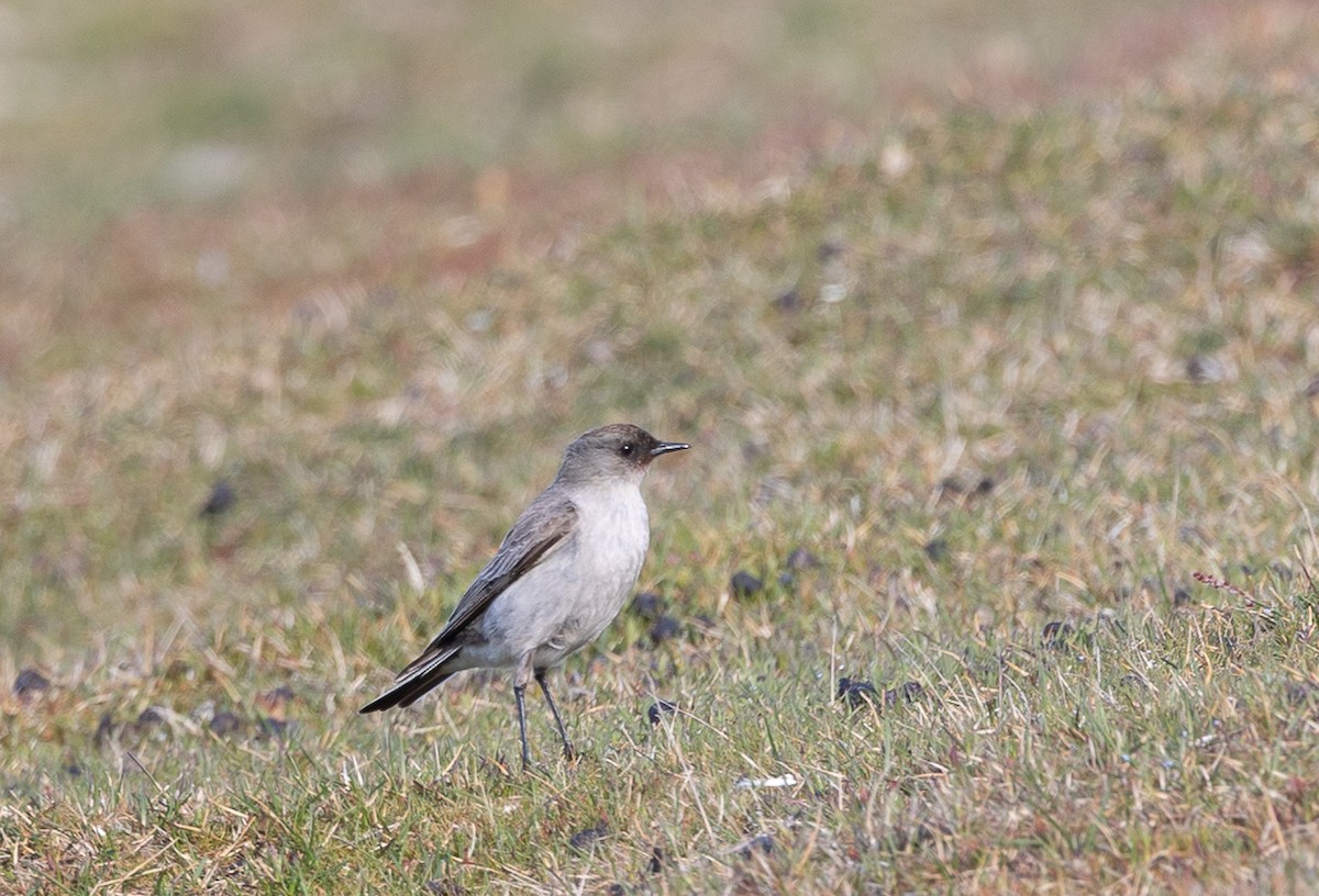 Maskengrundtyrann - ML646102417