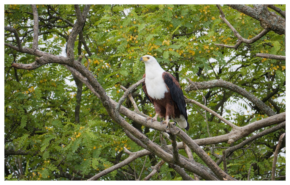 African Fish-Eagle - ML646102423