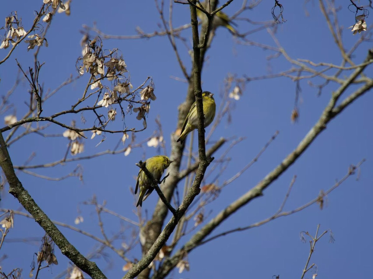 Eurasian Siskin - ML646102425