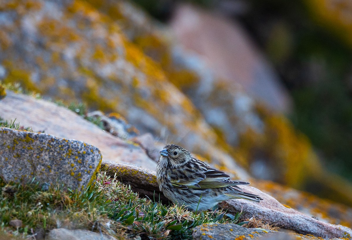 White-bridled Finch - ML646102428