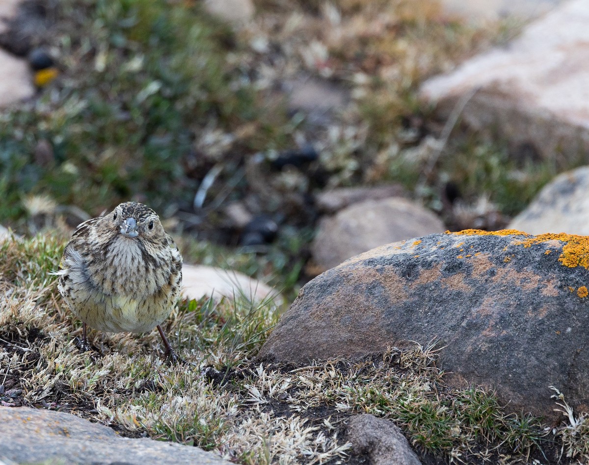 White-bridled Finch - ML646102430
