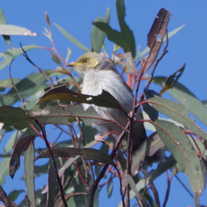 Mielero Adornado - ML646102438