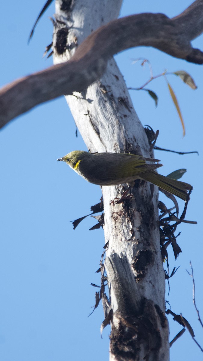 Mielero Adornado - ML646102439